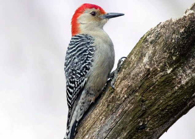 red bellied woodpecker