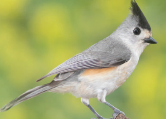 tufted titmouse