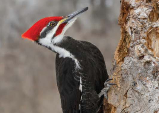 pileated woodpecker