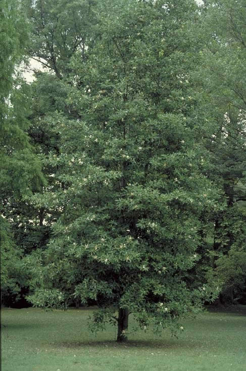 Sweet Bay Magnolia