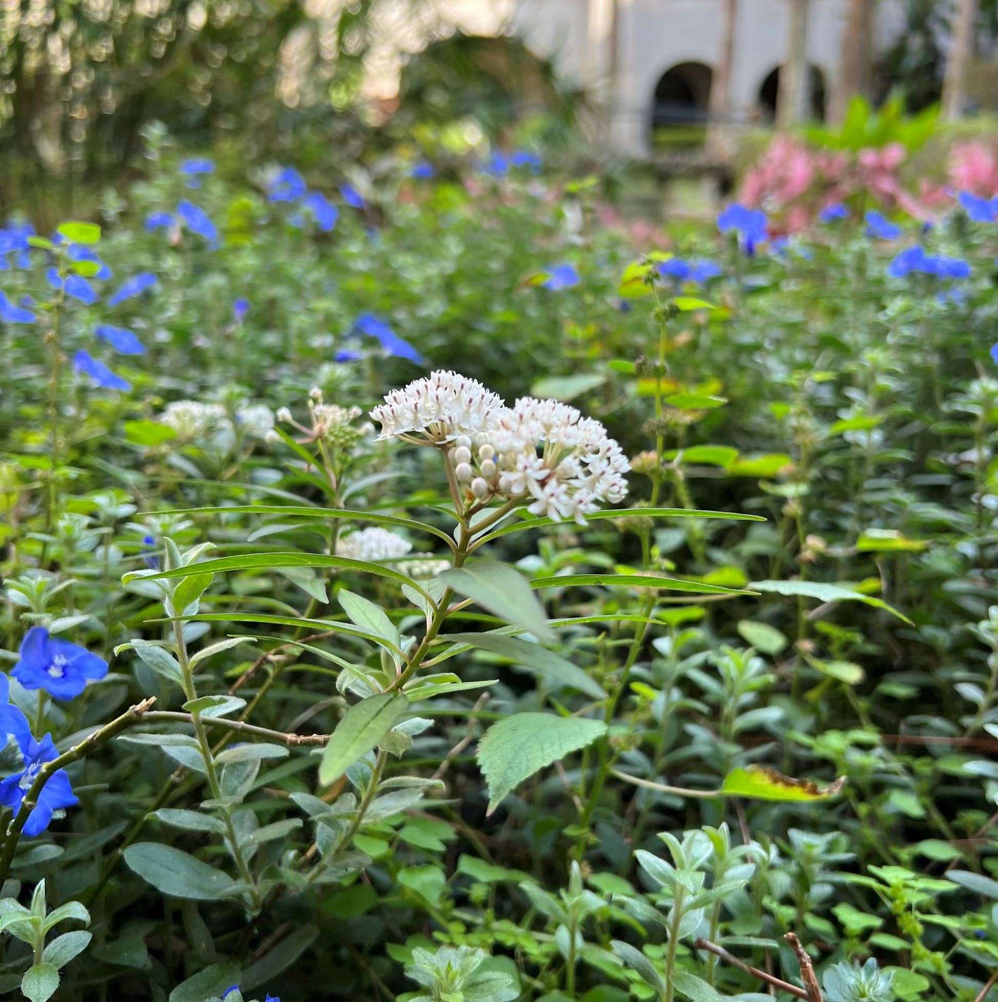Milkweed at City Hall